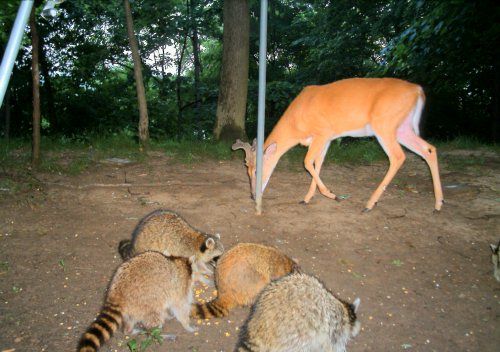 Old seven point buck