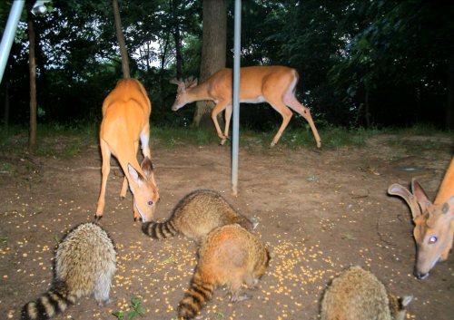 Three whitetail bucks