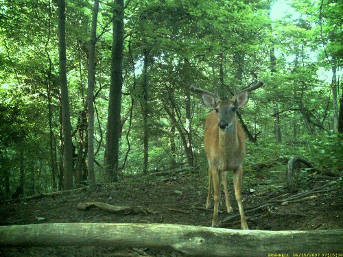 Wide rack buck