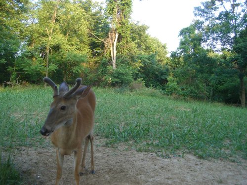 Young whitetail buck