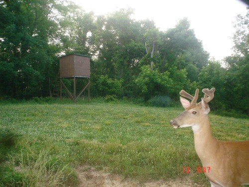 Buck in velvet