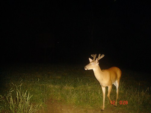 Whitetail buck picture