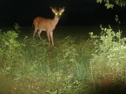 Whitetail buck