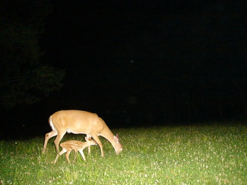 Whitetail fawn