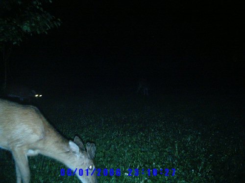 Buck in cornpatch food plot