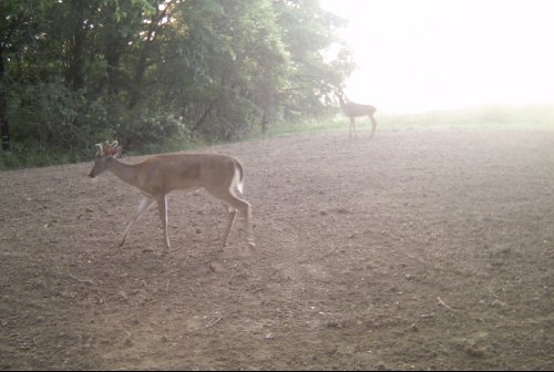 Buck in hayfield food plot