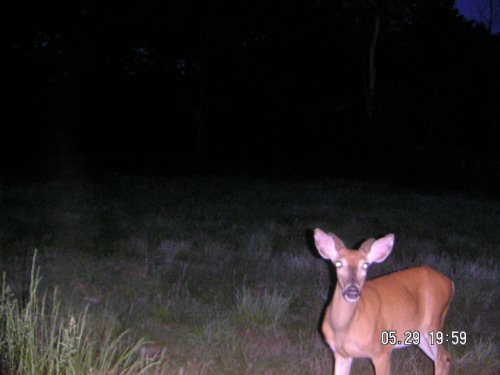 Buck with thick velvet antlers