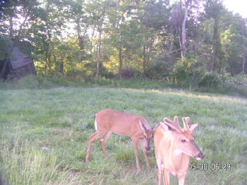 Two bucks in velvet