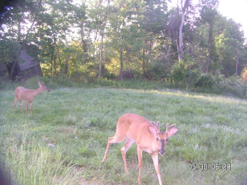 Two whitetail bucks