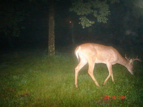 Eight point buck in velvet