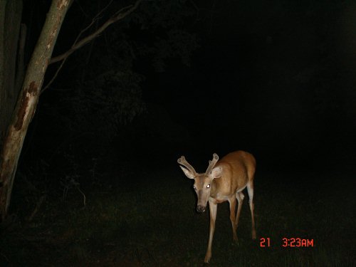 five point buck in velvet