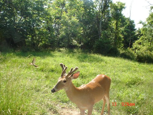 Buck in velvet with a sticker point