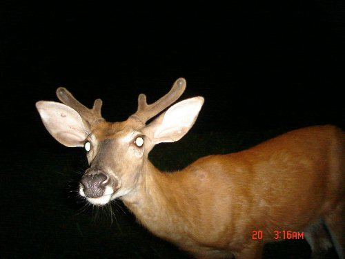 Close picture of a buck