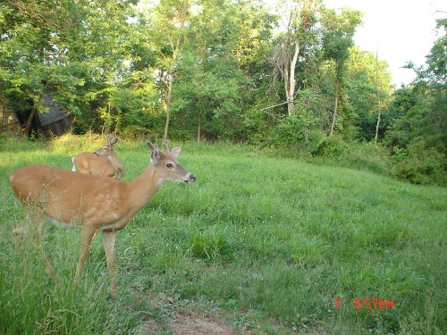 Two whitetail bucks