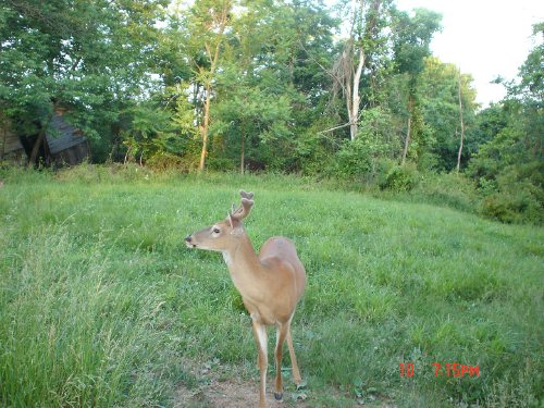 Whitetail Buck