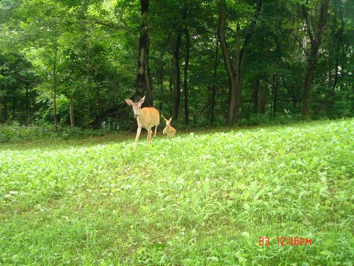 Whitetail Doe and Fawn