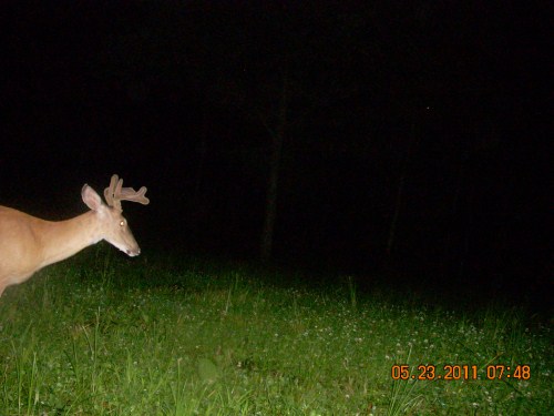 Buck in a food plot