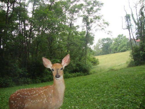 Whitetail fawn