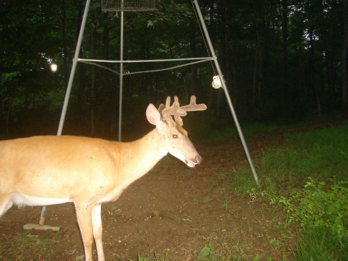 Whitetail buck in velvet