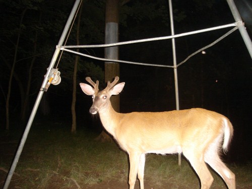 Young buck in velvet