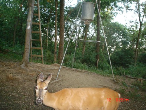 Whitetail doe closeup