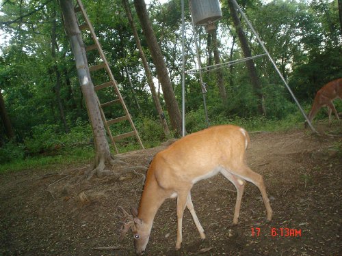 Nine point whitetail buck upclose.