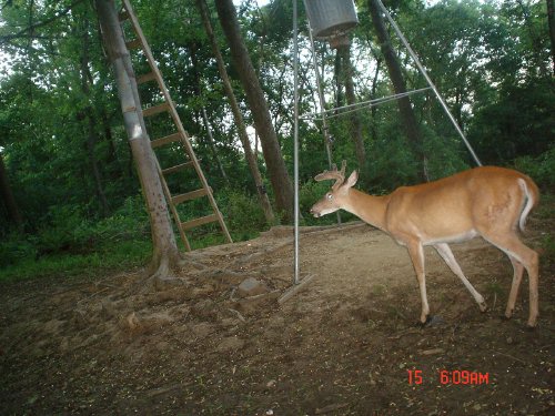 Nine point whitetail buck in velvet