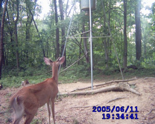 Whitetail spike buck