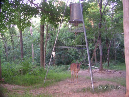 Whitetail deer