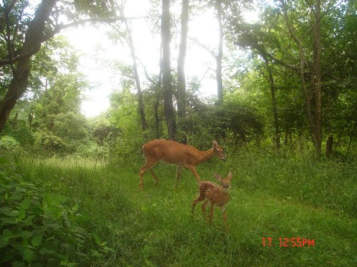 Whitetail doe and fawn