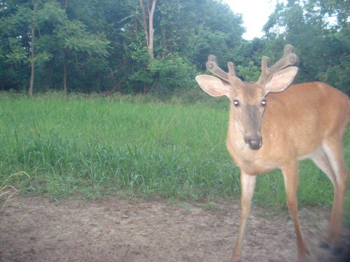 Six point buck