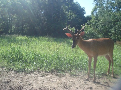 Split brow tine buck