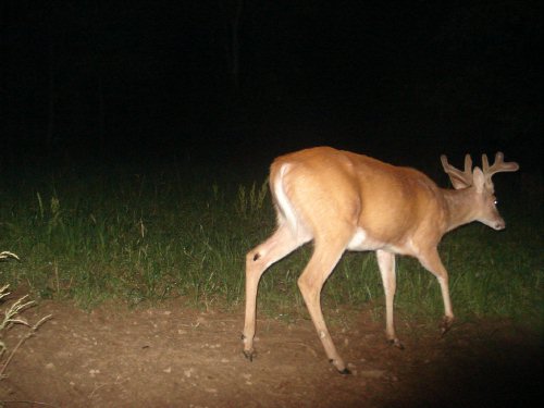 Velvet antler buck