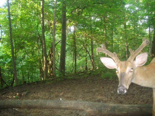 Whitetail buck