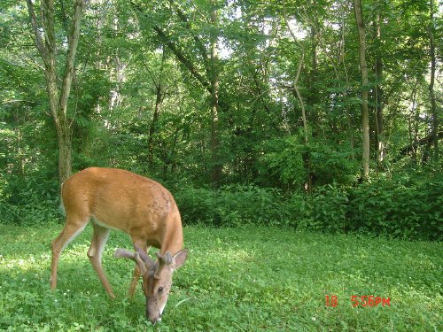 Buck in a food plot