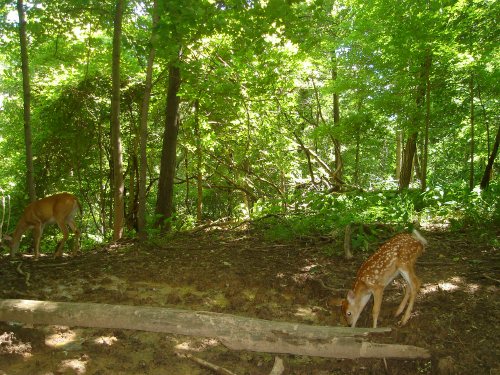 Fawn at mineral lick