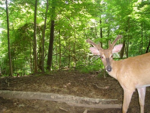 Six Point Buck