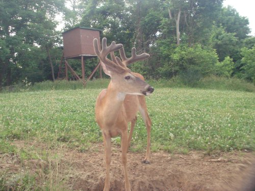 Ten point buck