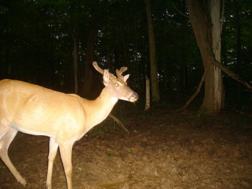 Whitetail buck