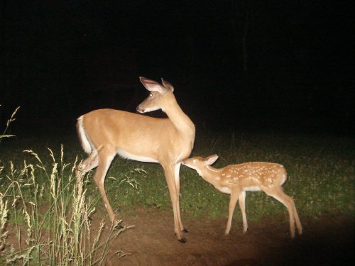 Whitetail fawn