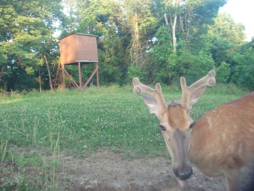 Whitetail Buck