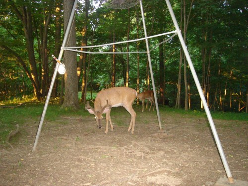 Buck at a deer feeder