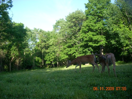 Two velvet racked bucks