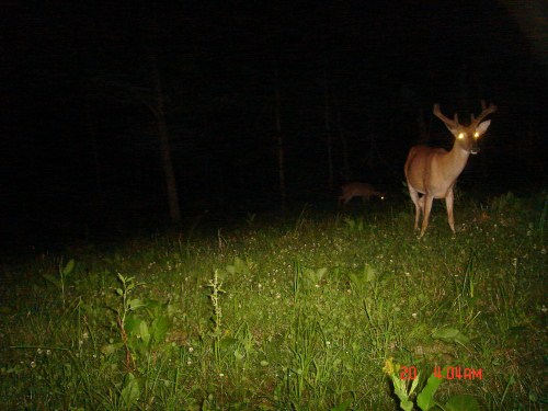 Wide racked velvet buck