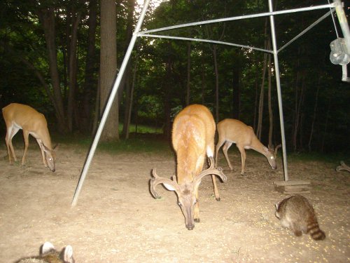 Eight point whitetail buck in velvet