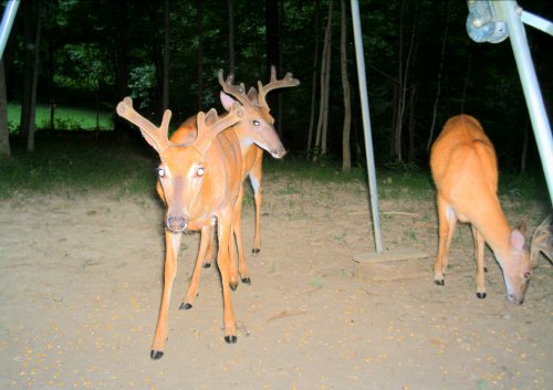 Six point buck in velvet