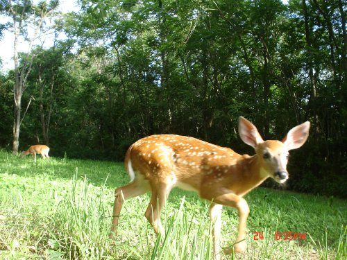 Whitetail fawn picture