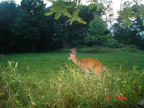 Whitetail buck in velvet