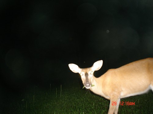 Doe eating in a food plot