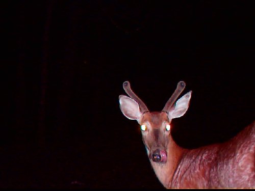 Whitetail buck licking minerals off it's nose